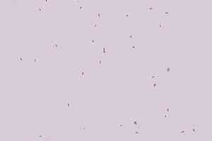 Линолеум Forbo Sphera Energetic 50234 lilac фото  | FLOORDEALER